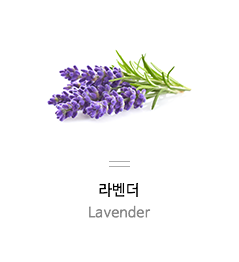 라벤더