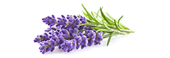 라벤더