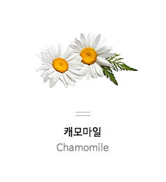 캐모마일